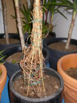 Mandevilla.JPG