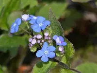 image009.webp