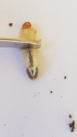 2019-3-5 15-53-36.webp