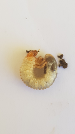 2019-3-5 15-55-53.webp