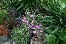 Terasse  1118.webp