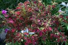 Buntnessel0307a.webp