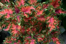 Buntnessel0308.webp