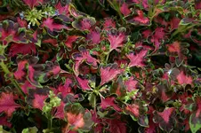Buntnessela0107.webp