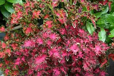 Buntnessela0310.webp