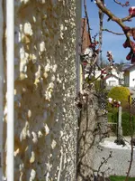 Hummel (1).webp