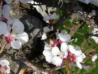 Hummel (2).webp