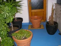 Töpfe schleppen (3).webp