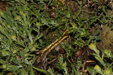 Weinberger im Felsensteinkraut_900.webp