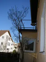 Flieder_04_04_2019 (1).webp