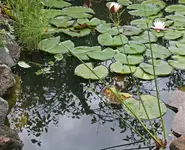Zypergras-Teich.webp