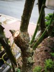 IMG_20190324_143701.jpg