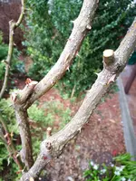 IMG_20190324_143713.webp