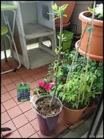 c034.webp