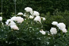 Pfingstrosen0417.webp