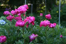 Pfingstrosen0517.webp