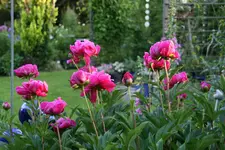 Pfingstrosen0617.webp