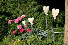 Pfingstrosen1207.webp