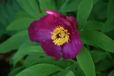 Pfingstrosen7713.webp