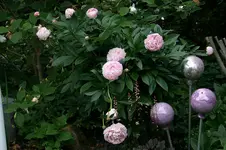 PfingstrosenSarah Bernhard2408.webp