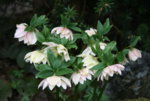 Helleborus 1319.JPG