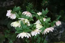 Helleborus 1319.webp