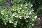 Helleborus 1419.JPG