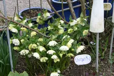 Helleborus 1719.webp