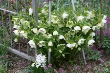 Helleborus 1819.webp