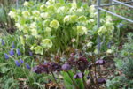 Helleborus 1919.JPG