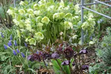 Helleborus 1919.webp