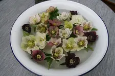 Helleborus 2119.webp