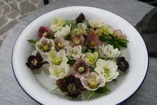 Helleborus 2219.webp