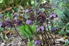 Helleborus Bäuerlein0219.webp