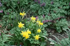 Frühling 0919.webp