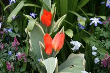 Frühling 1019.webp
