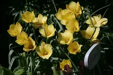 Tulpen9112.webp
