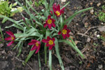 Wildtulpen0108a.jpg