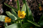 Wildtulpen207.jpg