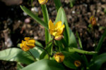 Wildtulpen0307a.jpg