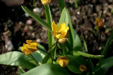 Wildtulpen0307a.jpg