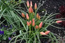 Wildtulpen0308.webp