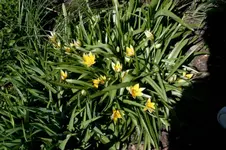 Wildtulpen407.webp