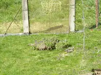 Garten_Engerlinge (4).webp