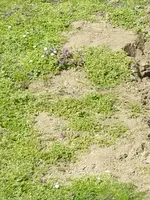 Garten_Engerlinge (5).webp