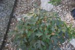 DSC07559.JPG