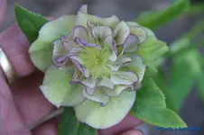 H.o.Double Ellen Picotee.webp