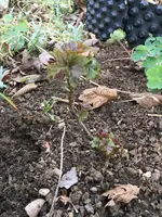 2019-04-06 Name gesucht.webp