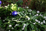 Bärlauch0307a.jpg