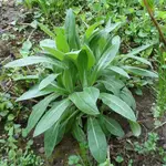 Flockenblume.webp